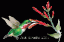 Hummingbird3